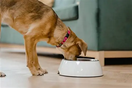 Perro marrón comiendo