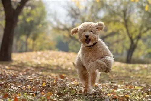 χαρούμενος μίνι goldendoodle σκύλος στο πάρκο