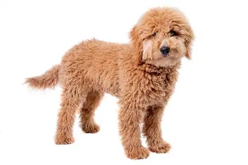 mini goldendoodle w białym tle