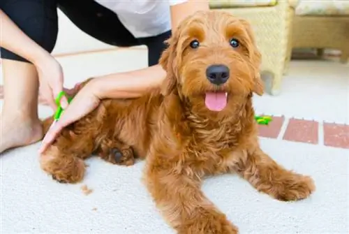 người phụ nữ trẻ chải lông cho chú chó Goldendoodle nhỏ của mình ở nhà