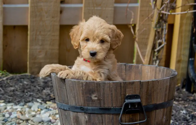 F1b mini goldendoodle cachorrinho em um balde de madeira