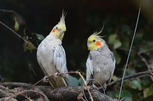 Δύο Cockatiels κάθονται σε ένα κλαδί