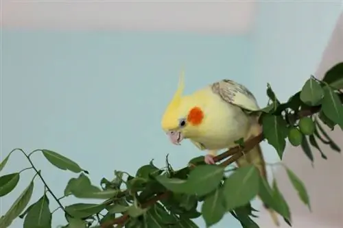 cockatiel femelă cocoțată