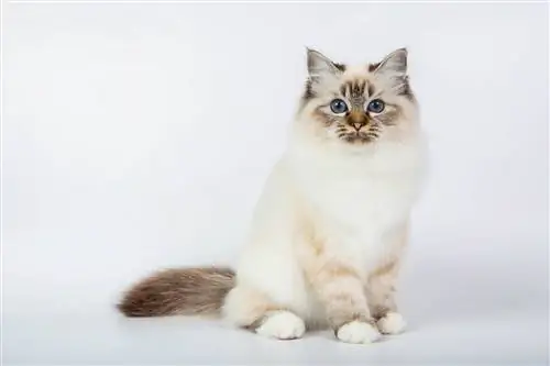 Müqəddəs Birman Pişiyi