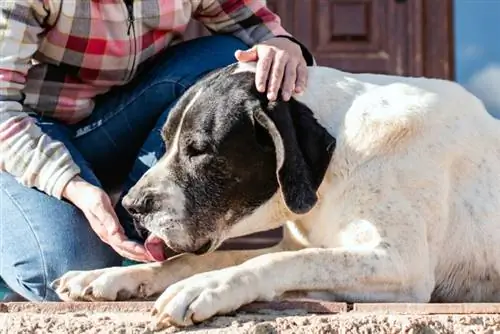 perro lamiendo la mano de su dueño