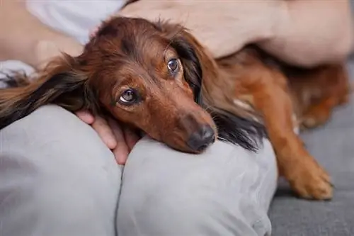 gravhundehund ser syg ud liggende på sin ejer