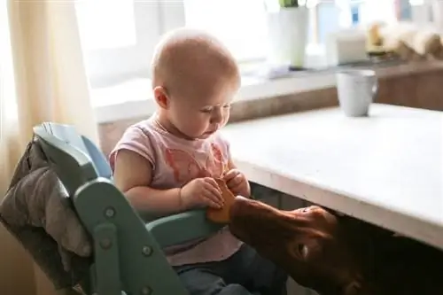 bebekten bisküvi isteyen köpek