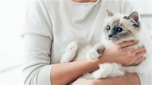 Mujer abrazando a un gato birmano