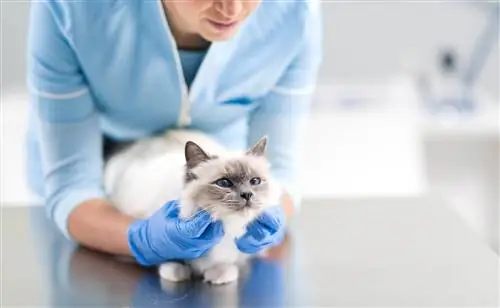 dokter hewan menilai kucing birman