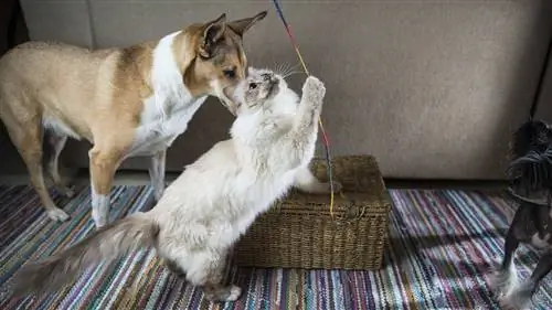 gatto di Birmania con il cane che gioca un giocattolo