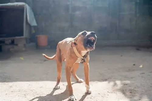 pitbull terrier americano perro ladrando