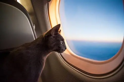 Posso levar meu gato no avião? Quais companhias aéreas permitem isso? (Fatos, & FAQ)