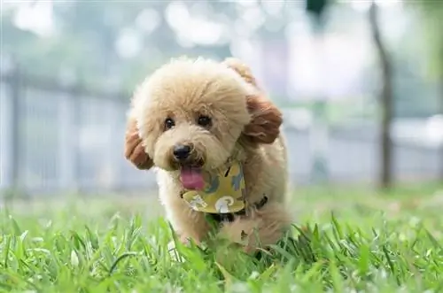 poodle đồ chơi đi trên cỏ