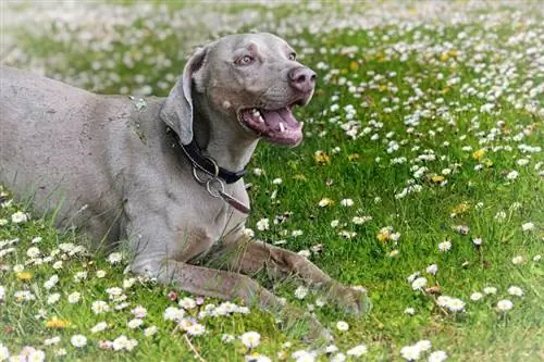 qen weimaraner në livadhe