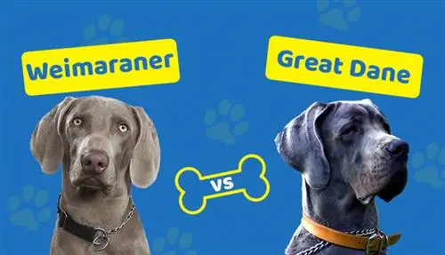 Weimaraner vs Great Dane: Lawv Sib Piv Li Cas? (Nrog cov duab)