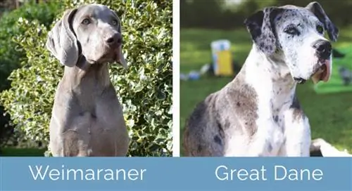 Weimaraner vs Great Dane կողք կողքի