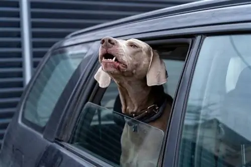 un cane weimaraner che abbaia dall'interno di un'auto