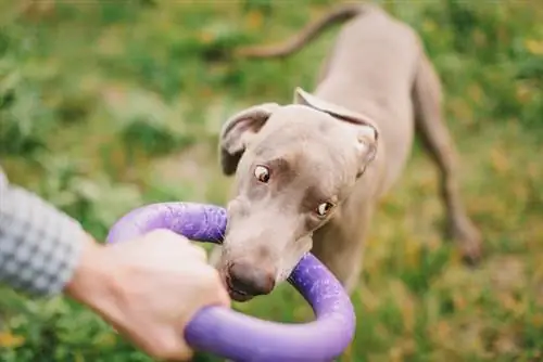 Weimaraner pas se igra s vlasnikom