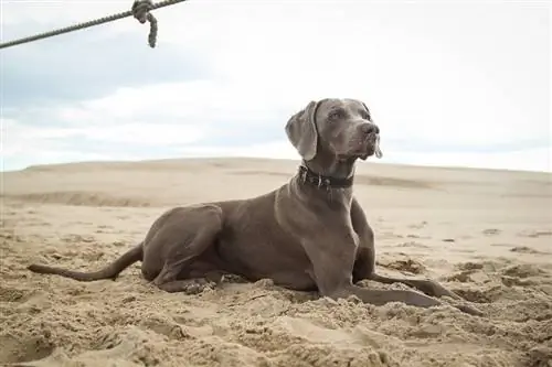 Weimaraner nel deserto