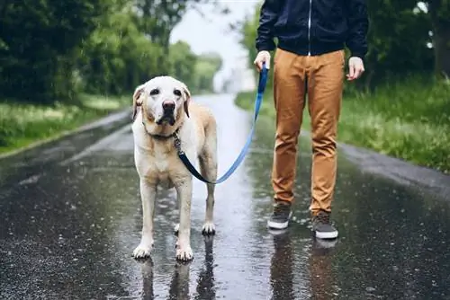 Qeni i lagur me zinxhir. Burri duke ecur me labrador retriever në shi