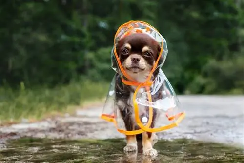 Lustiger Chihuahua-Hund posiert in einem Regenmantel draußen an einer Pfütze