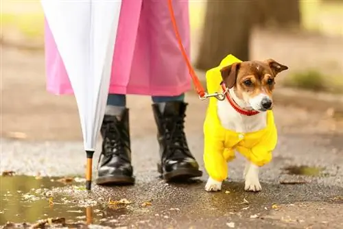 Hund und Besitzer in Regenmänteln gehen im Freien spazieren