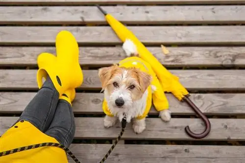 Jack Russell Terrier-hvalp i en gul regnfrakke sidder i hunderegn