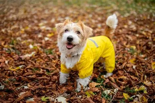 Jack Russell Terrier-hvalp i en gul regnfrakke står på efterårets løv i parken