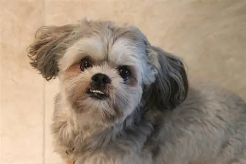 shih tzu ցույց է տալիս ատամները