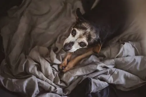 een oude hond die op een deken ligt