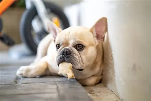 Franse bulhond wat op teëlvloer lê en rawhide_tienuskin_shutterstock vashou