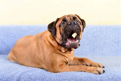 Bullmastiff yiyecek yakalıyor ve yemek yiyor