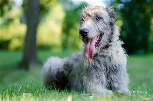 Wolfhound الايرلندية