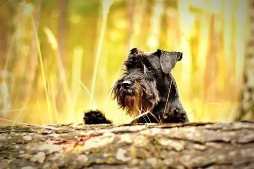 Μαύρη μινιατούρα Schnauzer