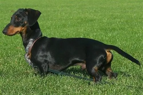 Dachshund berdiri di rumput