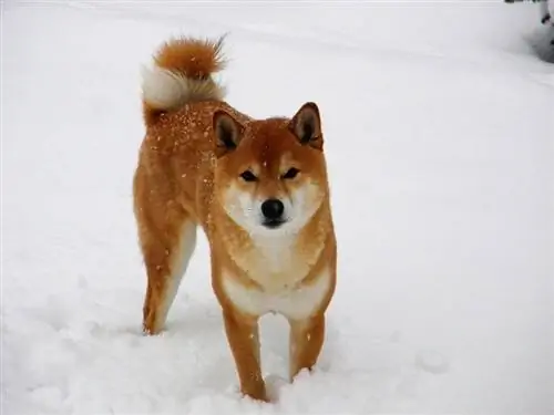 በክረምት ውስጥ Shiba Inu