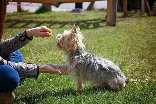 bir kadın bir köpek eğitiyor