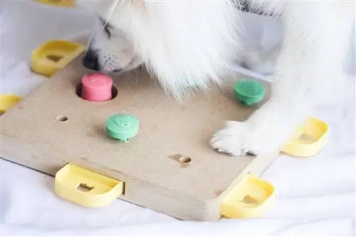 Hond speel PuzzlePaws-oefenspeletjie