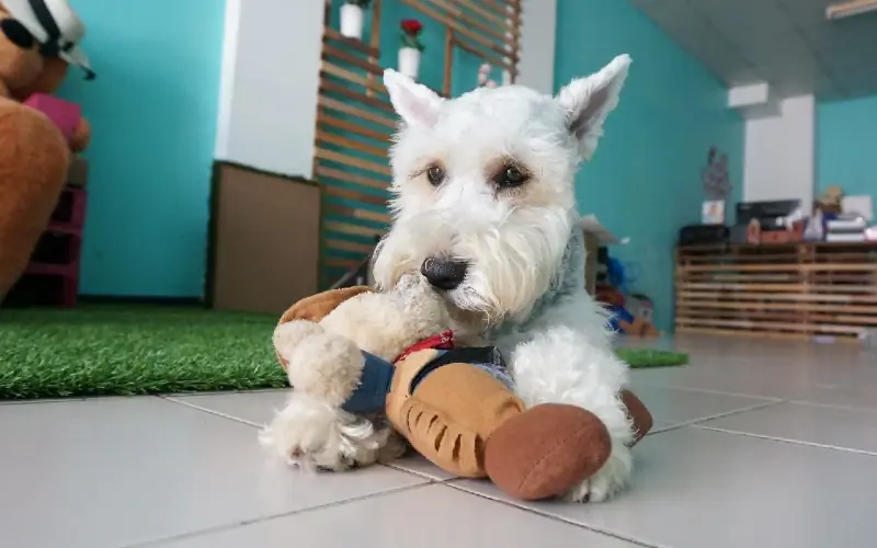 miniatűr schnauzer egy plüss kutyajátékkal a padlón