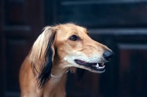 saluki