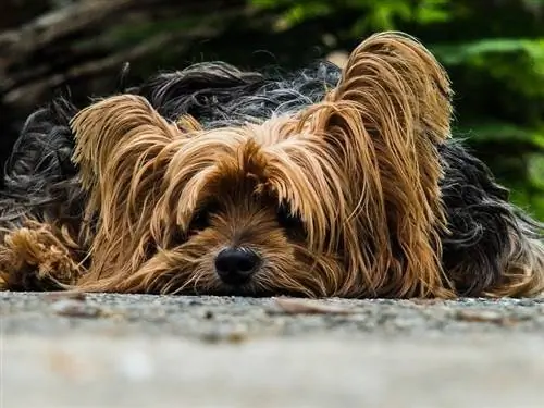 Yorkshire terrier