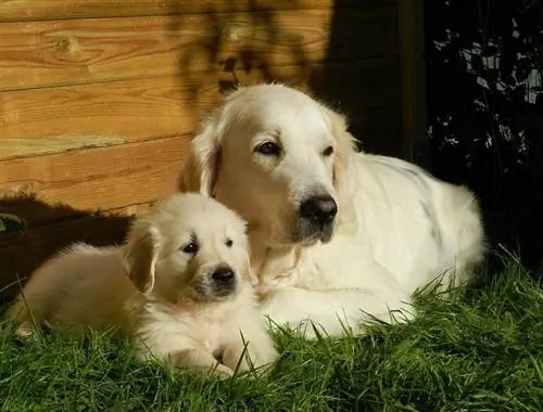 Zlatý retriever