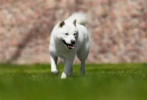 raza de perro hokkaido corre rápidamente_mono feliz_shutterstock