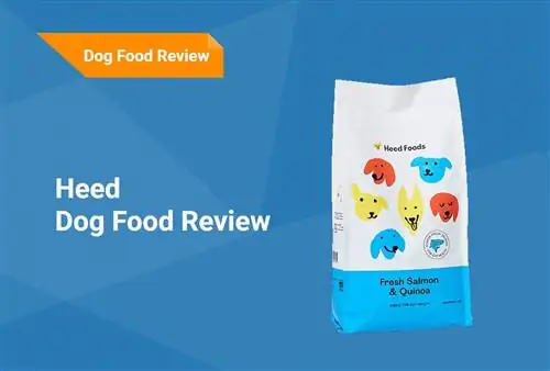 Heed Dog Food Review 2023: Естеріңізге салады, жақсы жақтары & Кемшіліктері