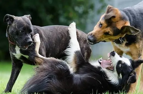 9 deurslaggewende stappe om dominante hondegedrag te hanteer (veilige & menslike wenke)