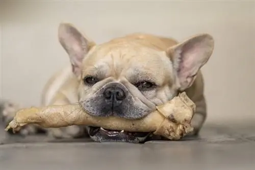 Alternative Rawhide per cani: 10 opzioni sane & sicure