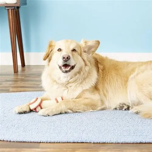 Golden Retriever with Rawhide