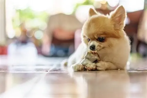 Pomeranian Eating Tendon