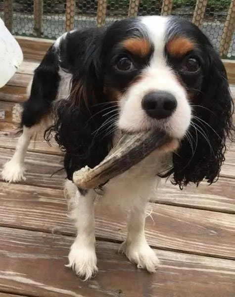 Cockerspaniel Eating Lamb Honr