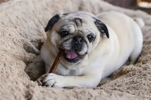 Mops jíst Bully Stick